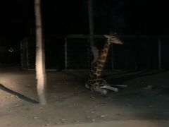 -清迈夜间动物园