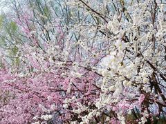 -桃花堤公园