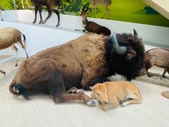 -陕西自然博物馆