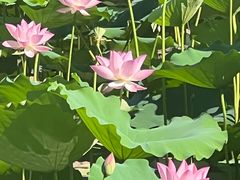 -荔湾湖公园