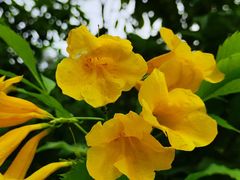 -东莞植物园