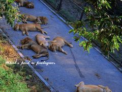 -大连森林动物园