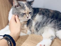 -藦茜花园宠物主题亲子互动体验馆(国顺东路店)
