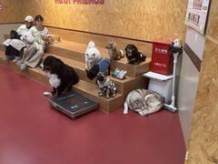 -和它·交个朋友·狗咖猫咖(爱琴海店)