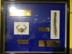 iphone_upload_pic-上海昆虫博物馆