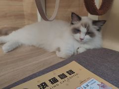 -滚猫咖啡·猫咖·猫友好撸猫(未来城店)