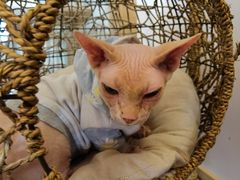 -猫腻·猫咖·撸猫馆(星光大道店)