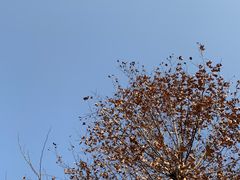 -四川大学(望江校区)
