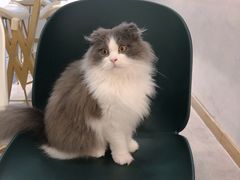 -飞行喵MR PILOT|猫舍·猫咖(静安大融城店)