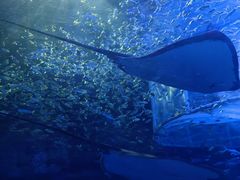 -江和美海洋公园
