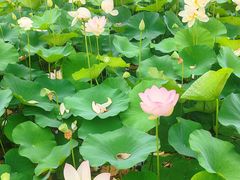 -莲花池公园