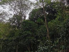 -火炉山森林公园