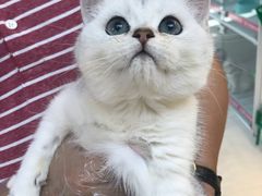 -lincat·猫舍(广州店)