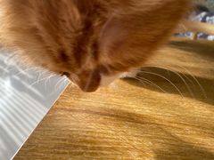 -平行世界·猫咖(首经贸店)