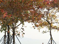 -四海公园(南山区)