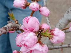 -桃花堤公园