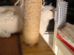 -纳吉亚猫专科动物诊疗中心(蒋宅口分院)