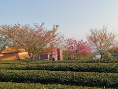 -锄山村