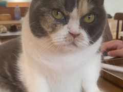 -有猫主题·治愈系猫咖(曾厝垵店)