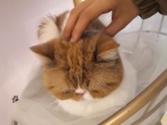 -Sweet cat·星愿猫咖(国贸大厦店)