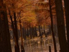 -白鹭湾湿地公园