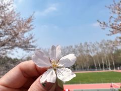 -武汉大学-樱园