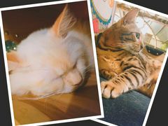 -more than meow吴止猫主题餐厅(承德 中船汇店)