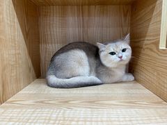 -爱洗澡的猫(天河路店)