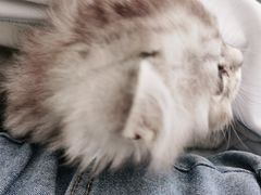 -佳怡动物医院·平价24小时·猫专科骨外科