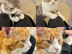 -平行世界·猫咖(首经贸店)