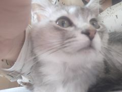 -楼上猫咖(罗湖店)