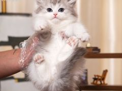 -小猫来了·猫舍(红山六九七九店)
