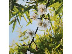 -白塘生态植物园