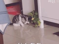 -北京赛佳动物医院