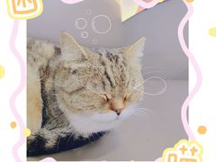-喵园·猫主题咖啡厅·撸猫·猫咖(国贸店)