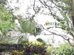 -海南热带野生动植物园