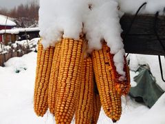 -雪谷