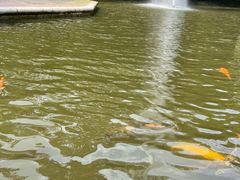 -九龙公园