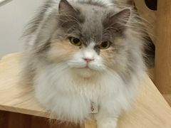 -楼上猫咖(罗湖店)