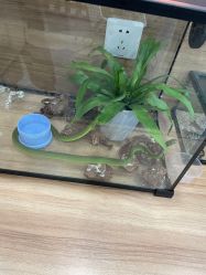 -Moni星球萌宠·小马宝莉·灵蛇·高端高阶全萌宠互动体验俱乐部(红豆国际广场店)