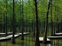 -泗洪洪泽湖湿地景区
