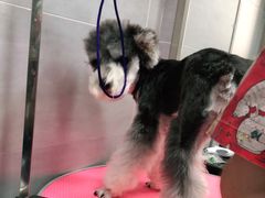 -宠福鑫康馨动物医院·骨科·眼科