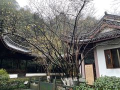 -十八棵（老龙井）御茶园(老龙井店)