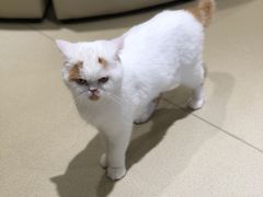 -藏猫猫咖啡主题馆(中央大道店)