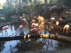 -清迈夜间动物园