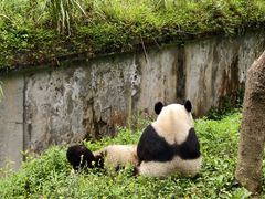 -中国大熊猫保护研究中心雅安碧峰峡基地