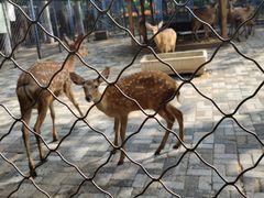 -长白岛森林公园