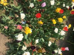 iphone_upload_pic-麦当劳(无锡永乐店)