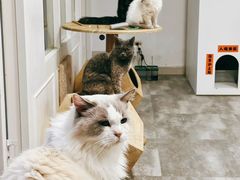 -楼上猫咖(罗湖店)