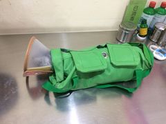 -米苏动物医院·犬猫专科·骨科外科内窥镜